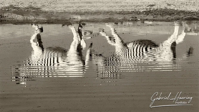 Zebra in Black & White - Picture taken by Gabriel Haering in Etosha National Park (Namibia)