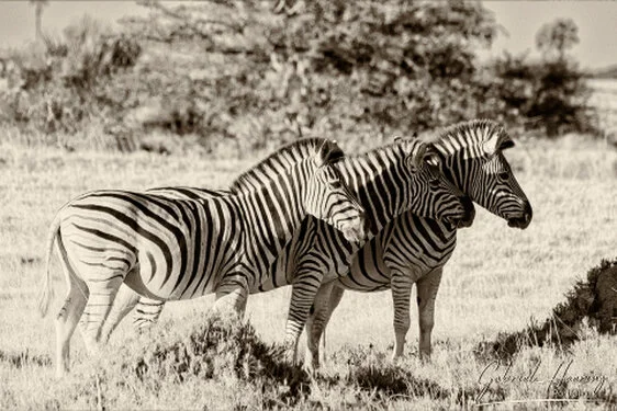 Zebra in Black & White - Picture taken by Gabriel Haering in Mana Pools National Park (Zimbabwe)