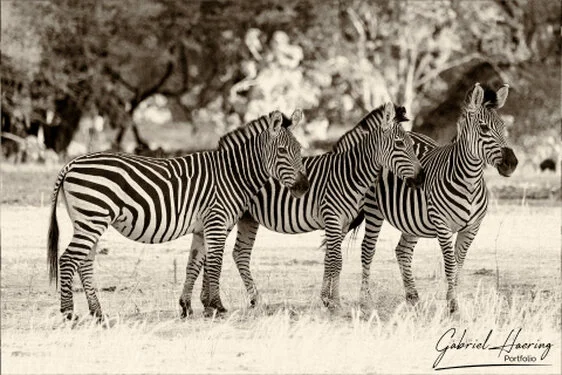 Zebra in Black & White - Picture taken by Gabriel Haering in Mana Pools National Park (Zimbabwe)