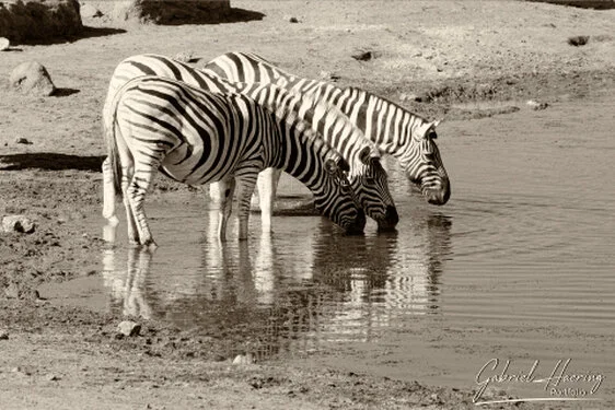 Zebra in Black & White - Picture taken by Gabriel Haering in Mana Pools National Park (Zimbabwe)