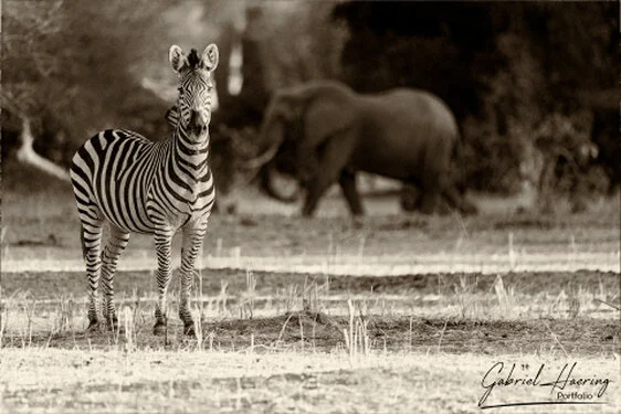 Zebra in Black & White - Picture taken by Gabriel Haering in Mana Pools National Park (Zimbabwe)