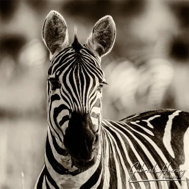 Zebra in Black & White - Picture taken by Gabriel Haering in Mana Pools National Park (Zimbabwe)
