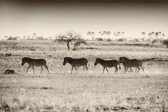 Zebra in Black & White - Picture taken by Gabriel Haering in Makgadikgadi Pans (Namibia)