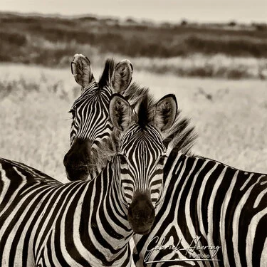 Black and white portrait of an African zebra showing distinctive stripe patterns and alert posture