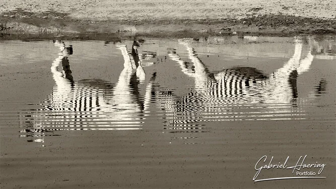 Black and white portrait of an African zebra showing distinctive stripe patterns and alert posture