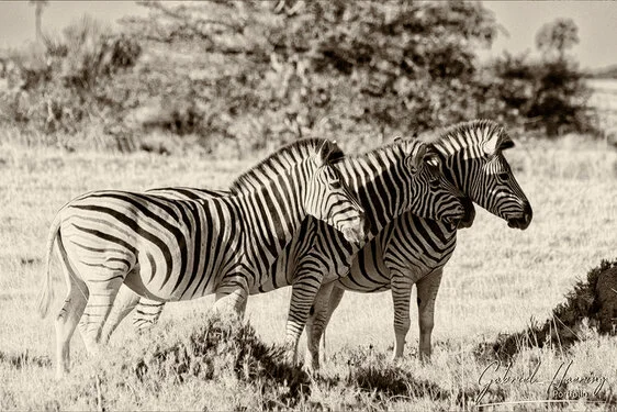 Black and white portrait of an African zebra showing distinctive stripe patterns and alert posture