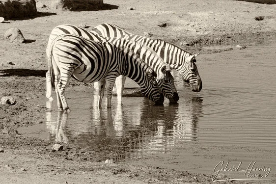 Black and white portrait of an African zebra showing distinctive stripe patterns and alert posture
