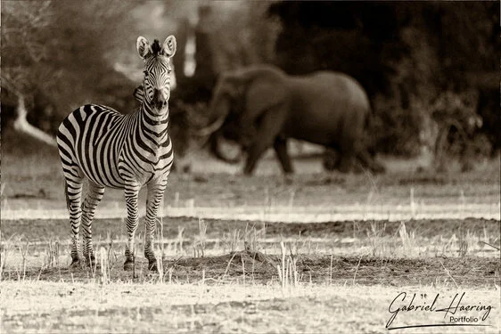Black and white portrait of an African zebra showing distinctive stripe patterns and alert posture