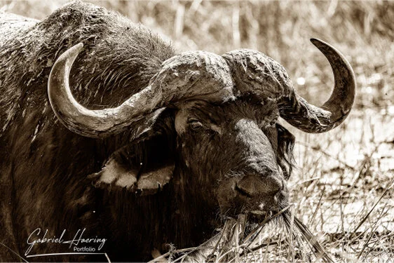 Buffalo in Black & White - Picture taken by Gabriel Haering in Chobe National Park (Botswana)