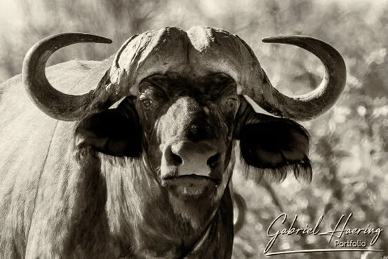 Buffalo in Black & White - Picture taken by Gabriel Haering in Tarangire National Park (Tanzania)