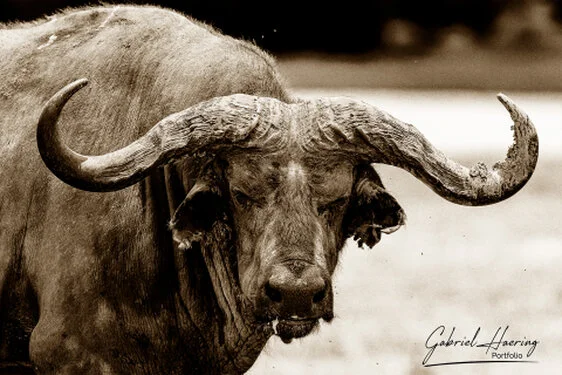 Buffalo in Black & White - Picture taken by Gabriel Haering in Ngorongoro Crater (Tanzania)