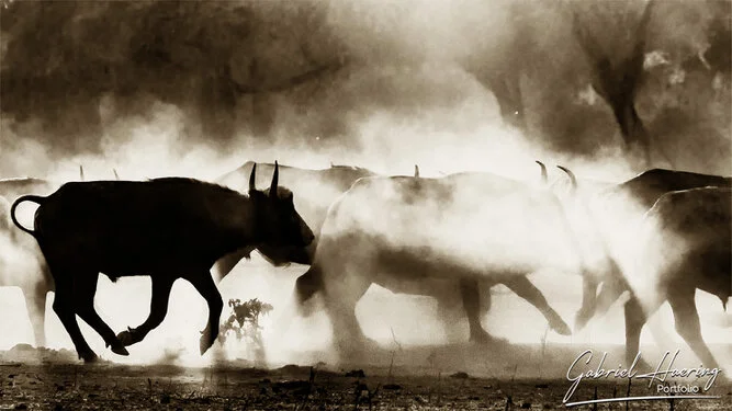 Buffalo in Black & White - Picture taken by Gabriel Haering in Mana Pools National Park (Zimbabwe)
