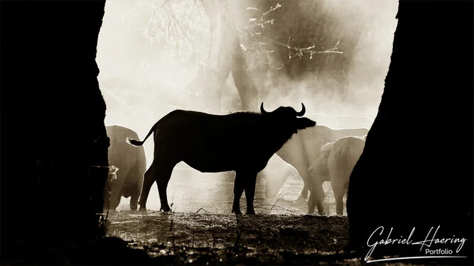 Buffalo in Black & White - Picture taken by Gabriel Haering in Mana Pools National Park (Zimbabwe)