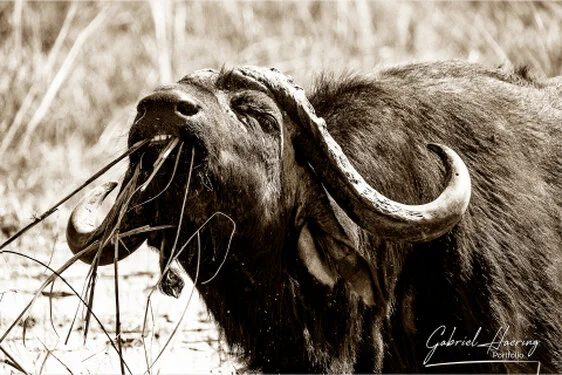 Buffalo in Black & White - Picture taken by Gabriel Haering in Chobe National Park (Botswana)