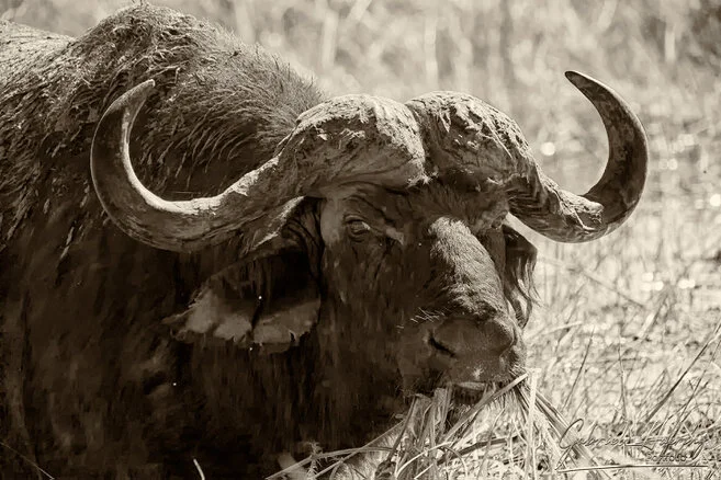 Close-up black and white portrait of an African buffalo showing horns, scars and powerful expression