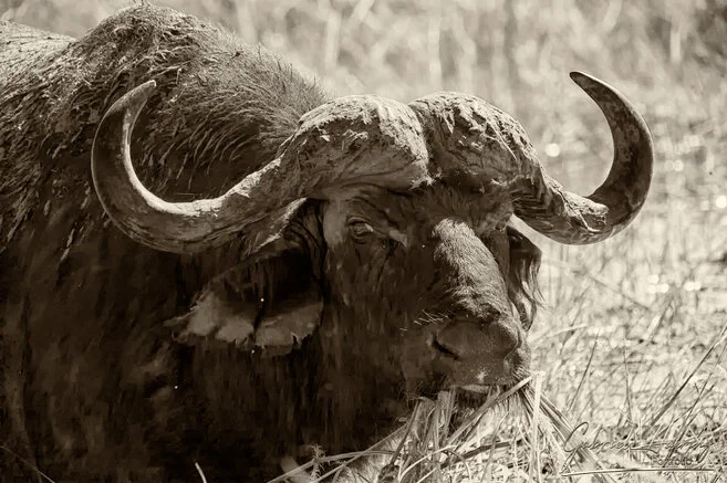 Close-up black and white portrait of an African buffalo showing horns, scars and powerful expression