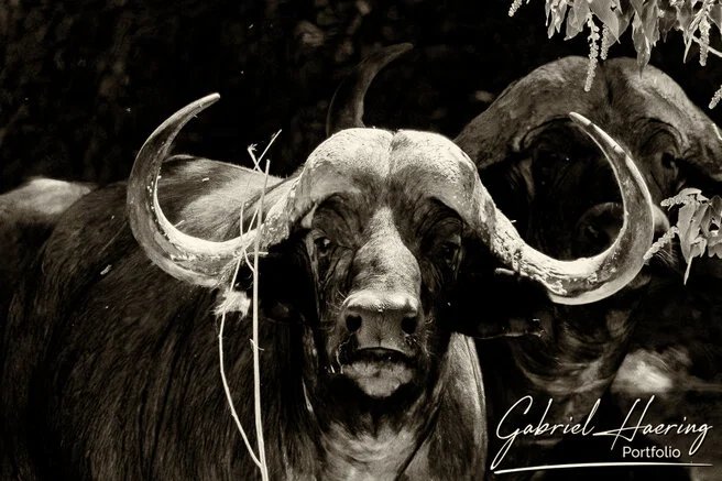 black and white photograph of a lone African buffalo bull standing alert