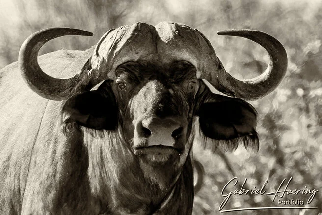  black and white image of an African buffalo showing muscular body and commanding stance