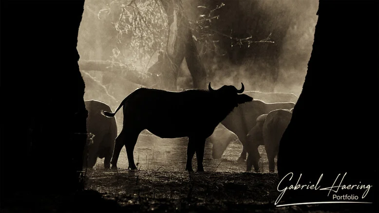 black and white photograph of African buffalo herd overlapping in tight formation