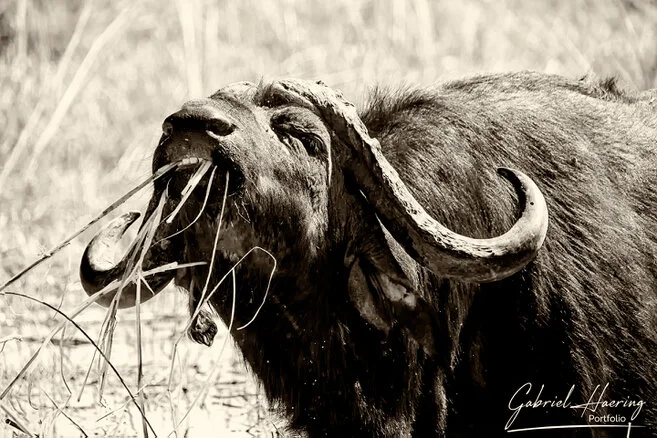 Close-up black and white portrait of an African buffalo showing horns, scars and powerful expression