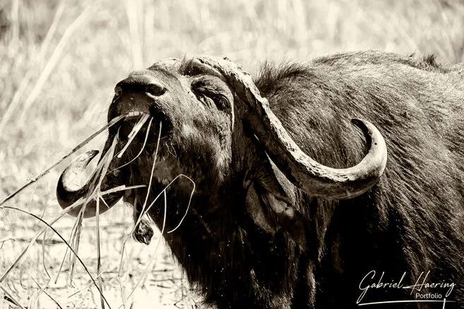 Close-up black and white portrait of an African buffalo showing horns, scars and powerful expression